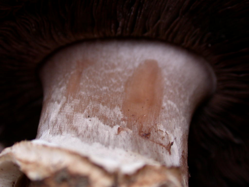 Chi sono .... QUIZ difficile